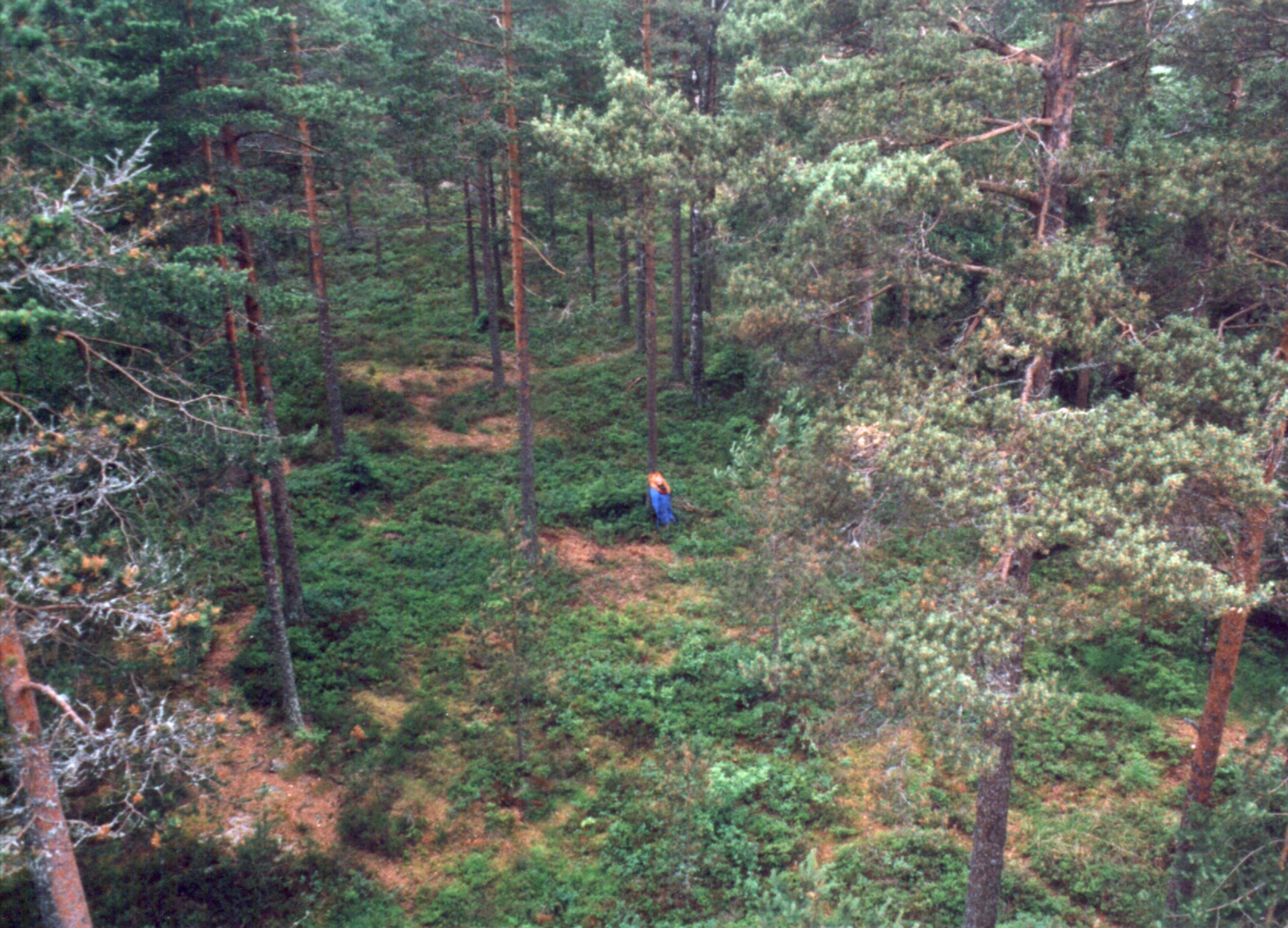 Fryksdalshöjden, Sverige.