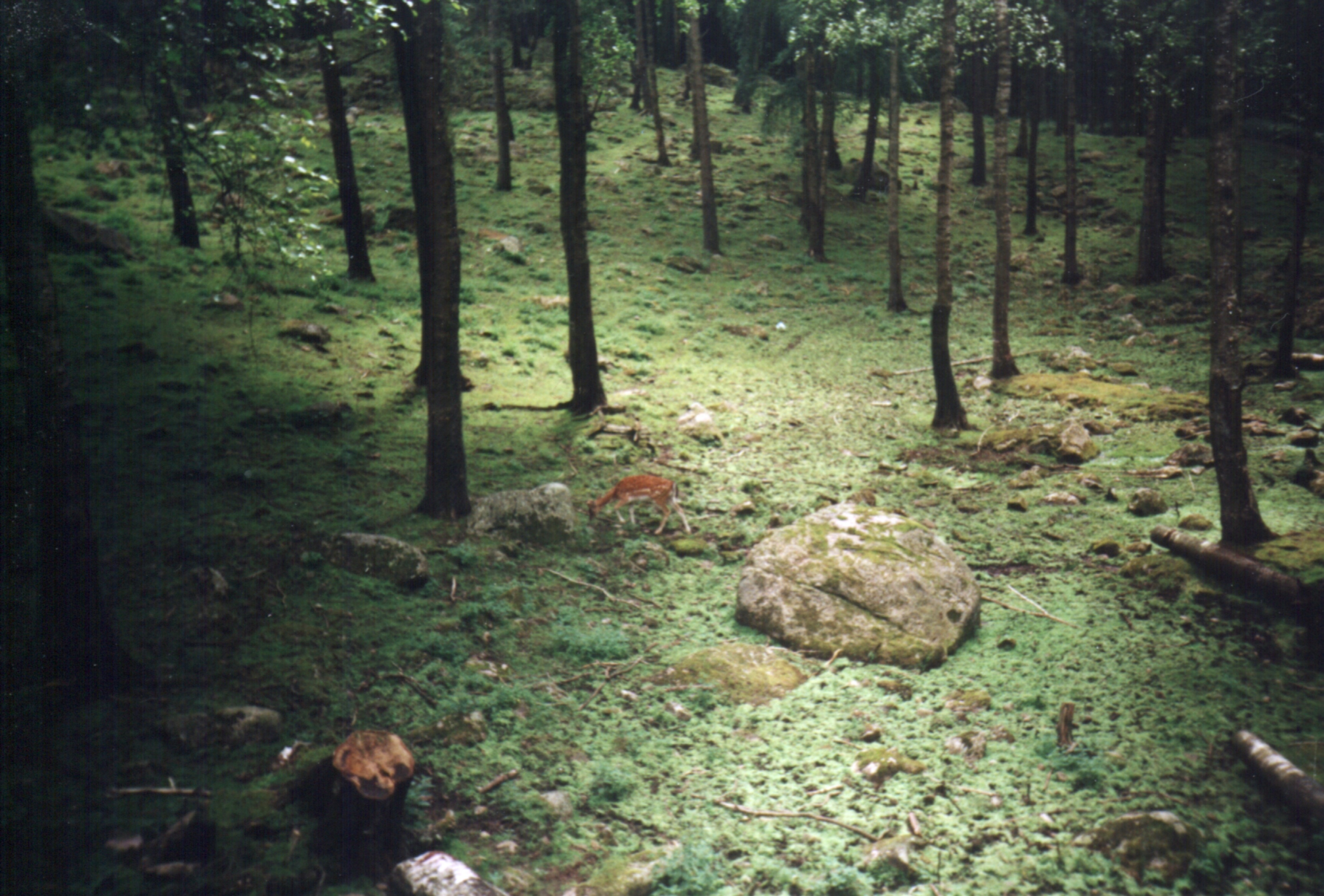 Borås Djurpark, Sverige.