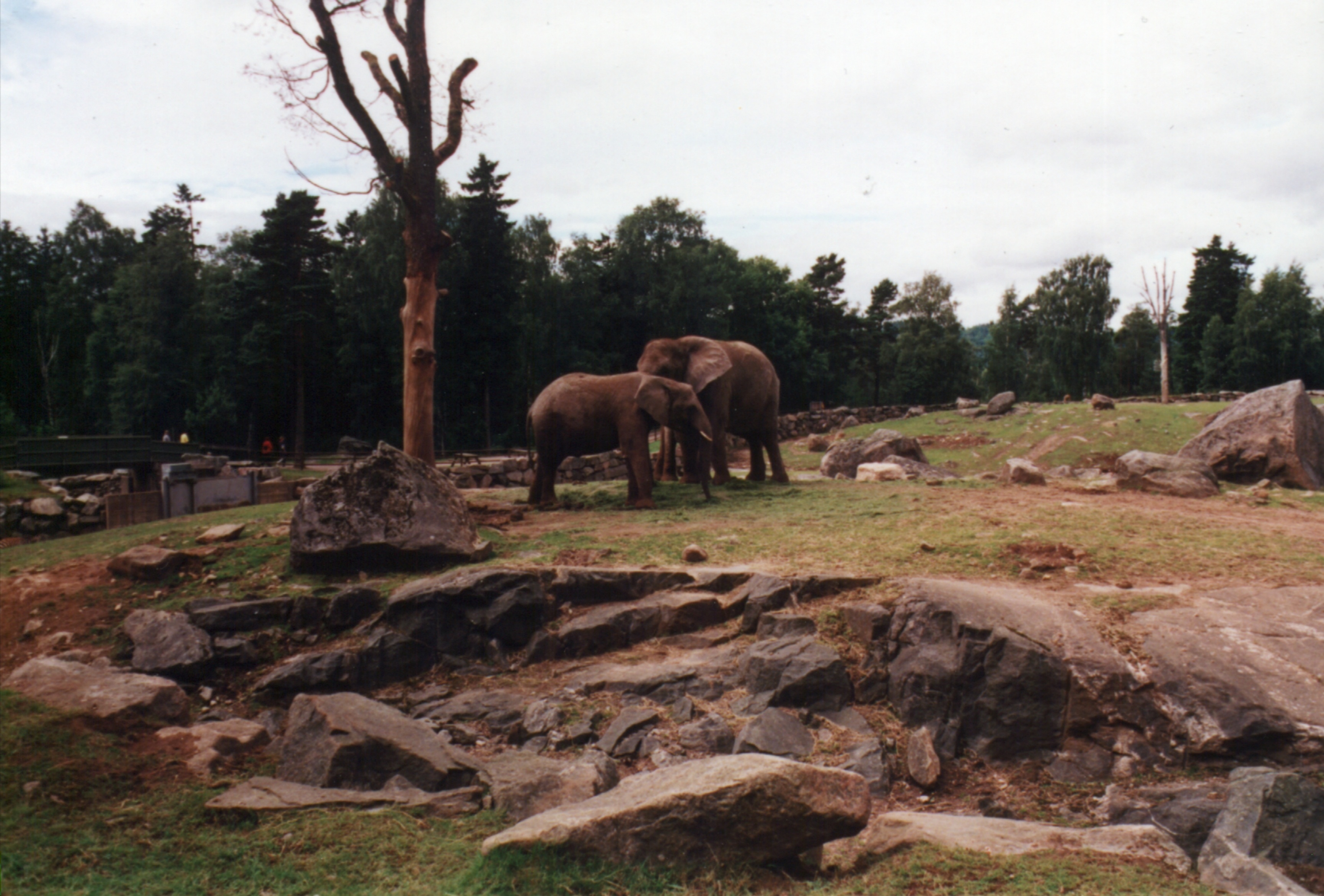 Borås Djurpark, Sverige.