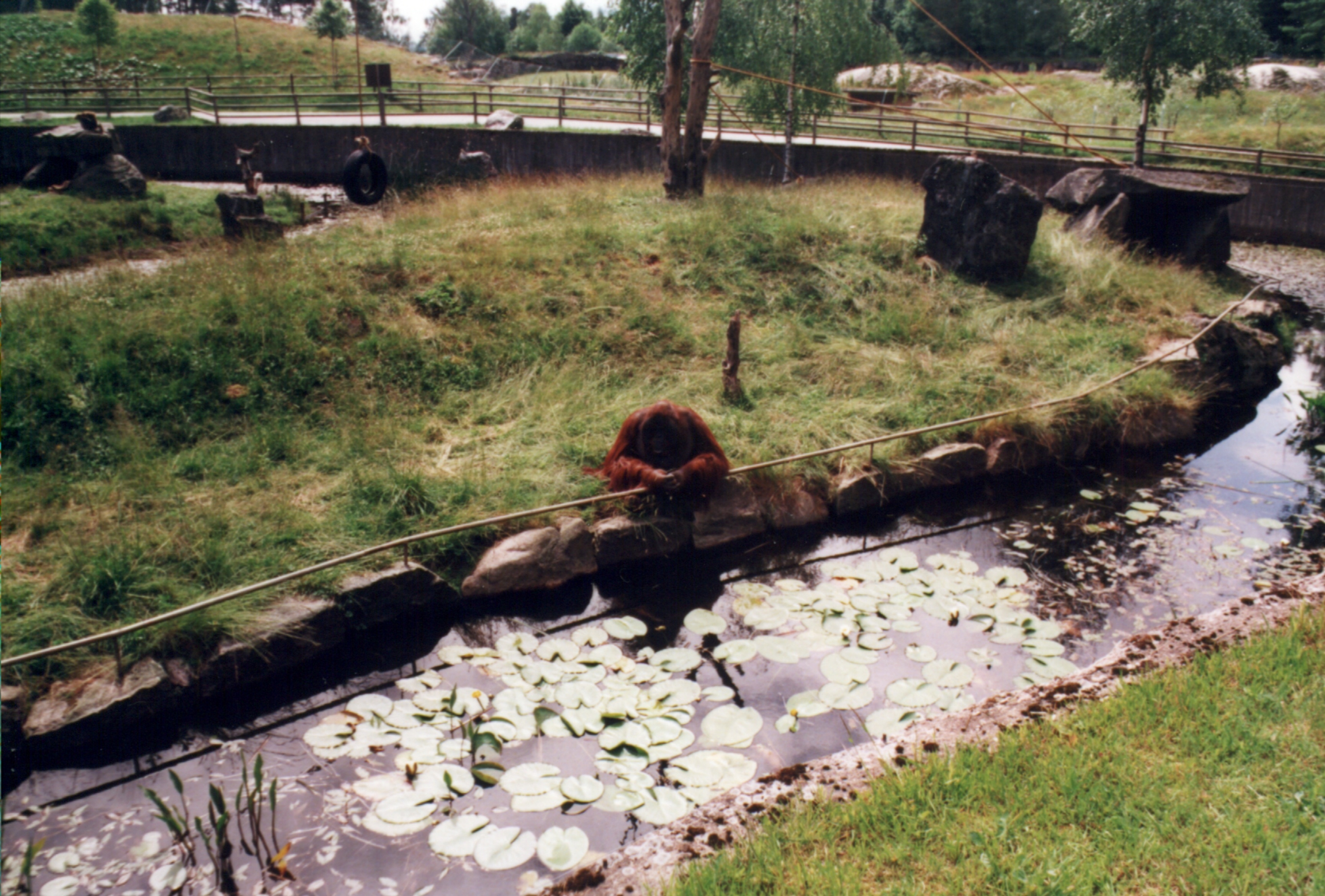 Borås Djurpark, Sverige.