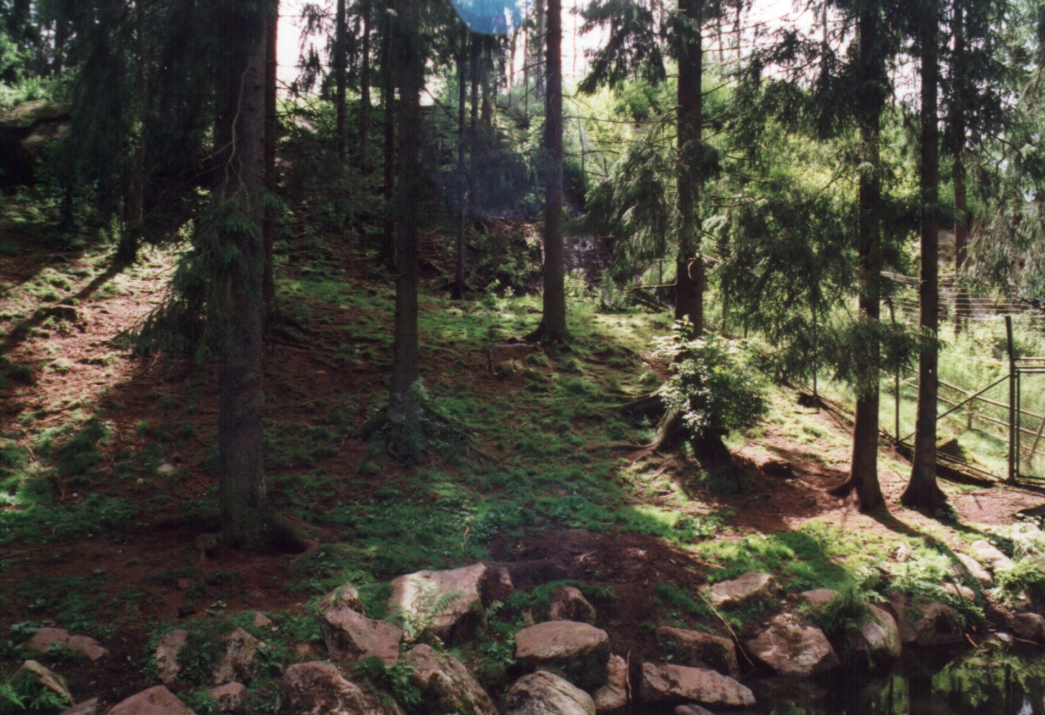 Borås Djurpark, Sverige.