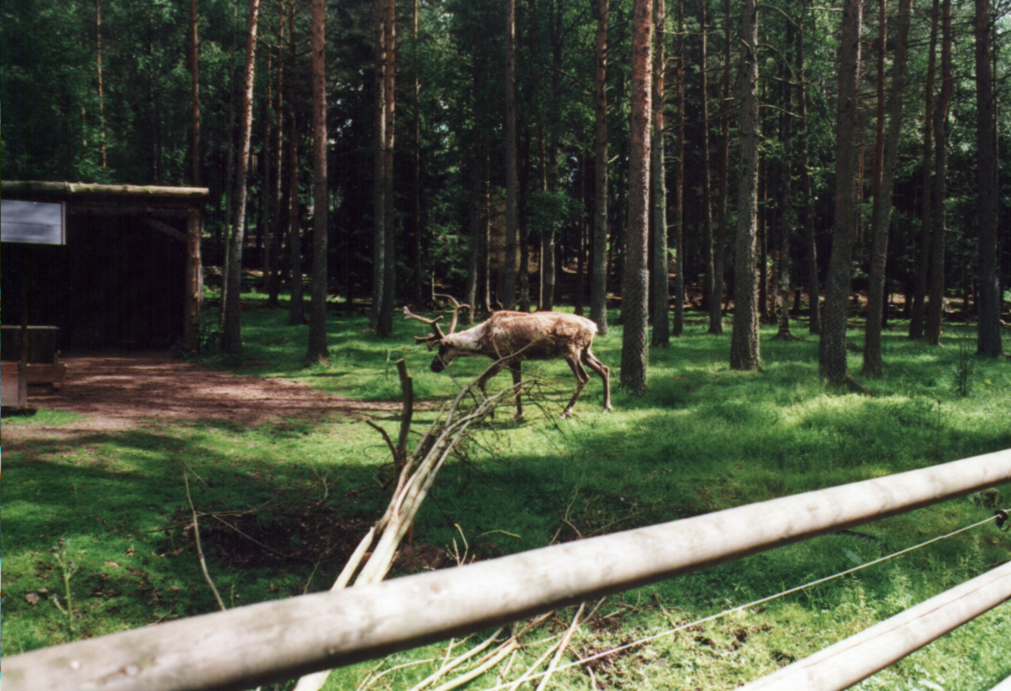 Borås Djurpark, Sverige.