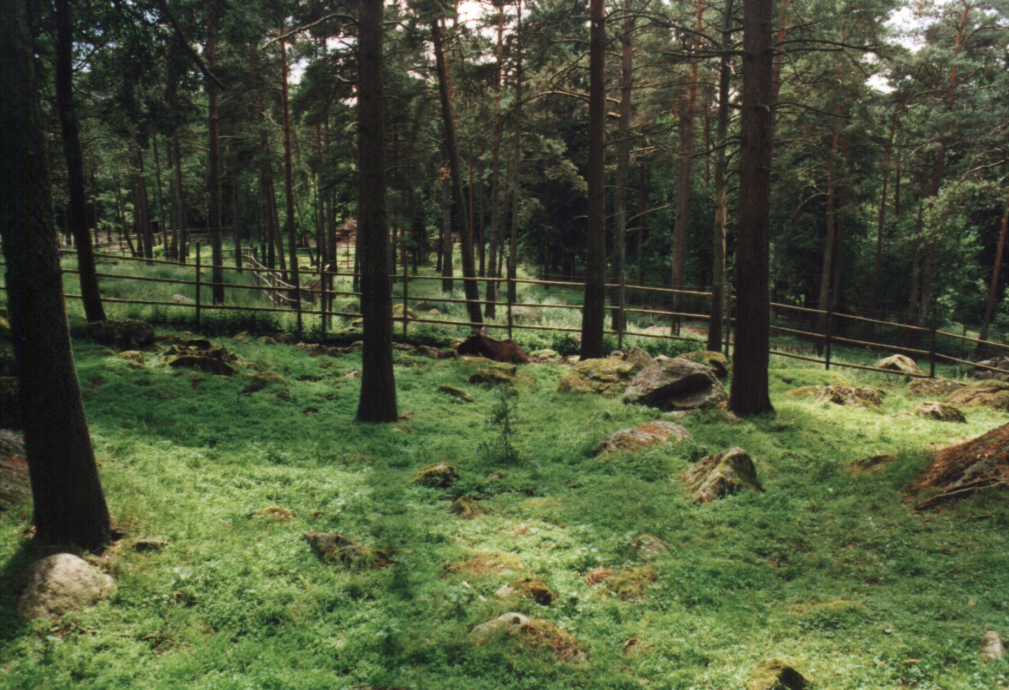 Borås Djurpark, Sverige.