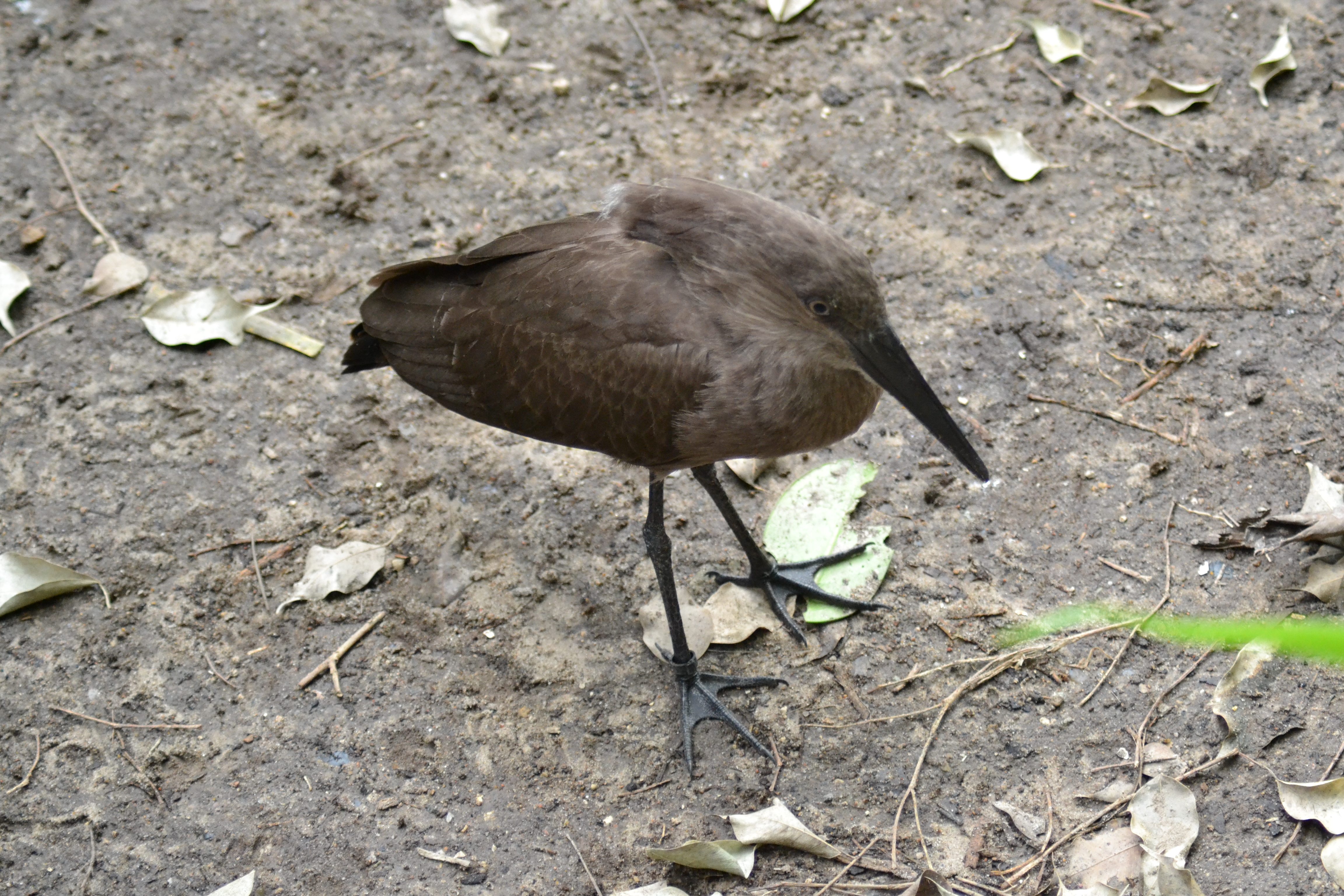 DSC_0115e