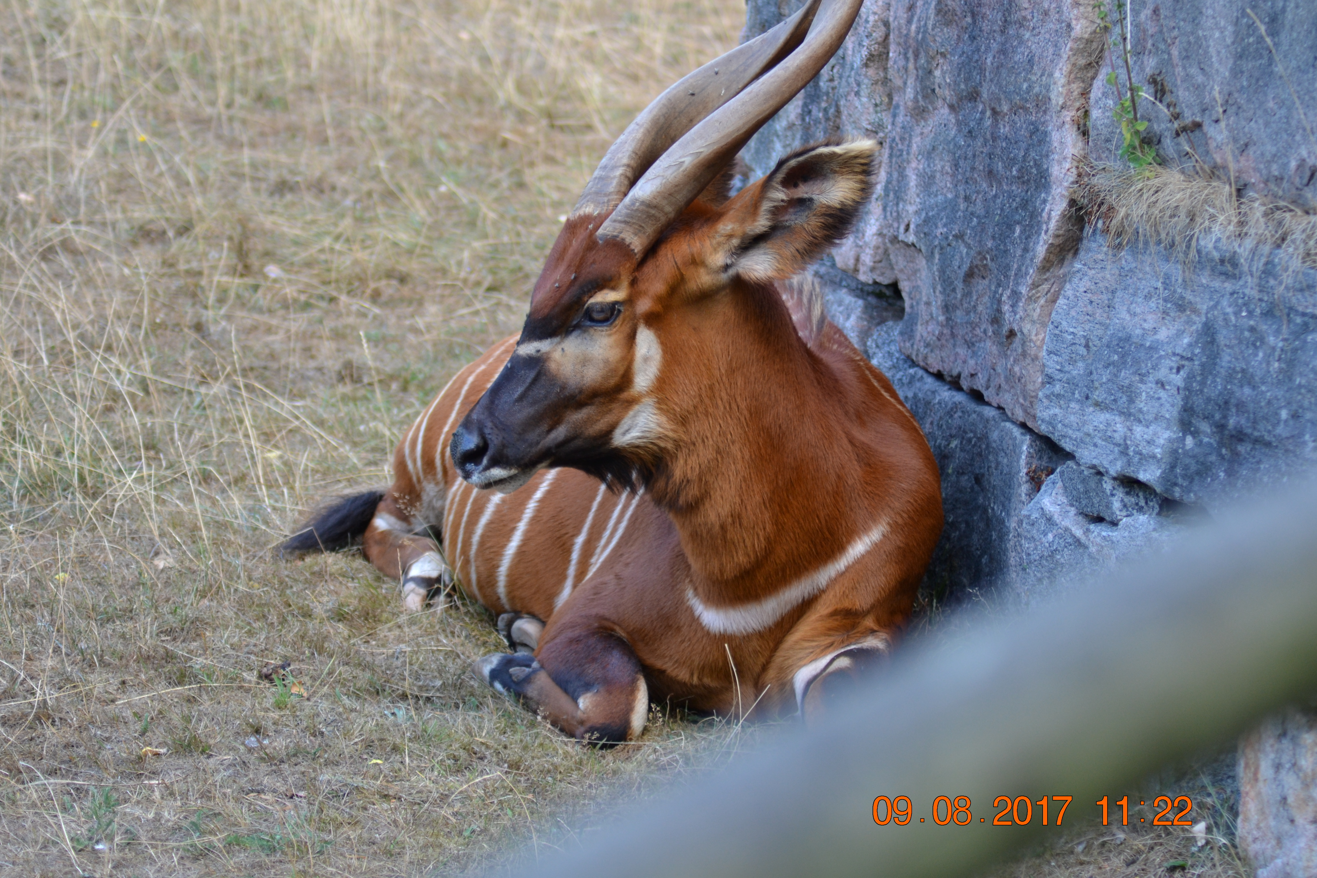 DSC_0178