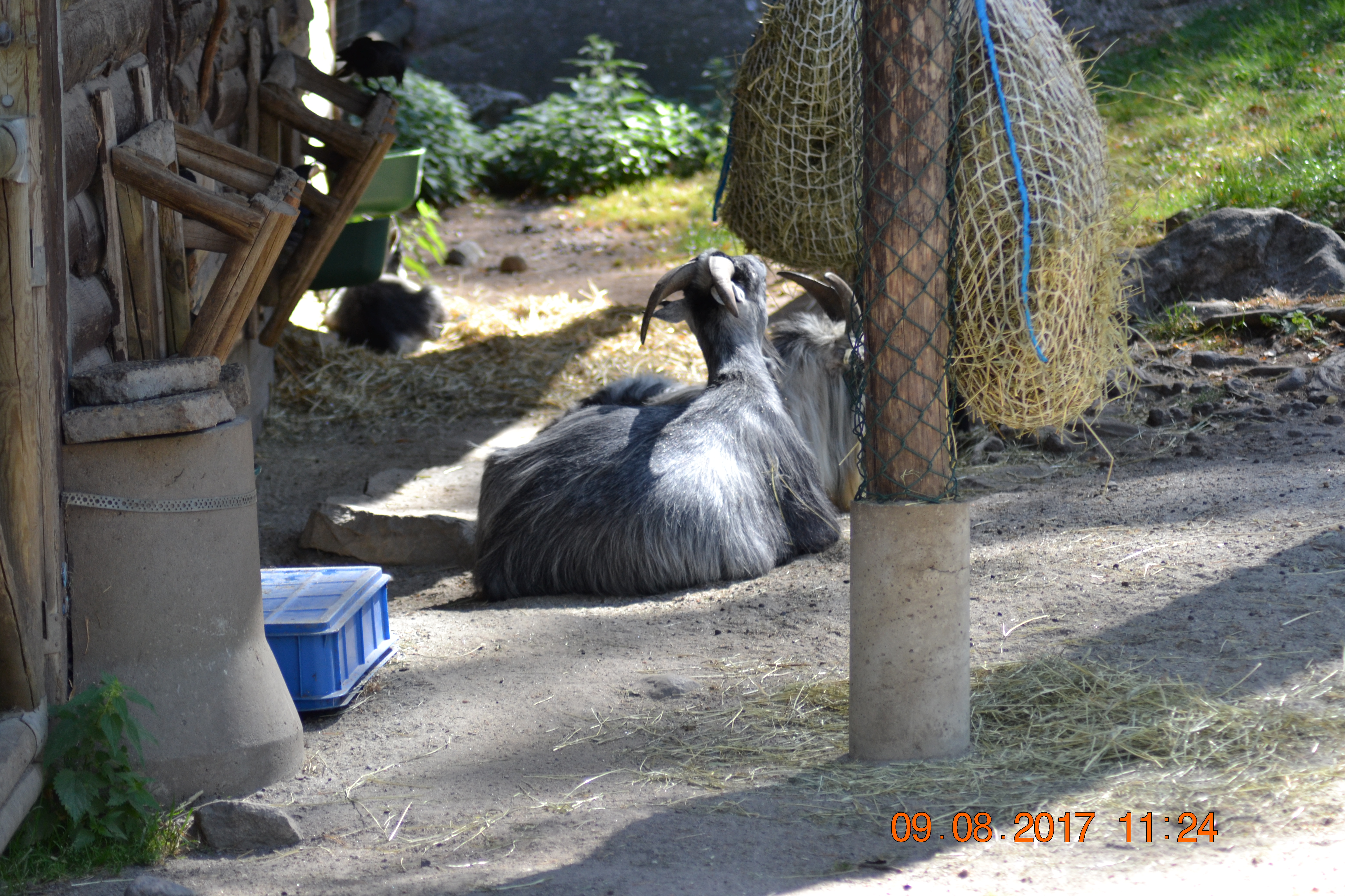 DSC_0194
