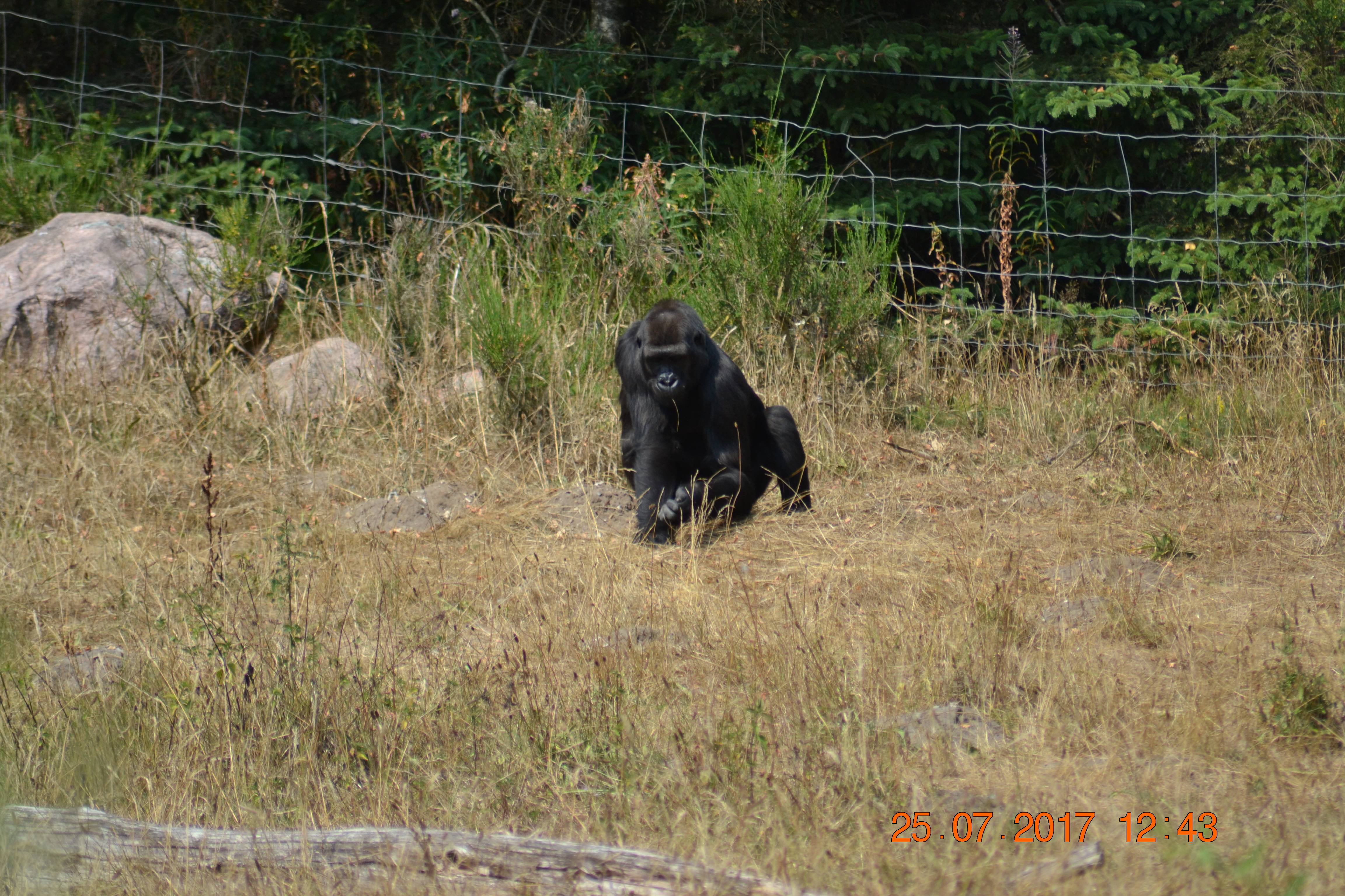 DSC_0219b