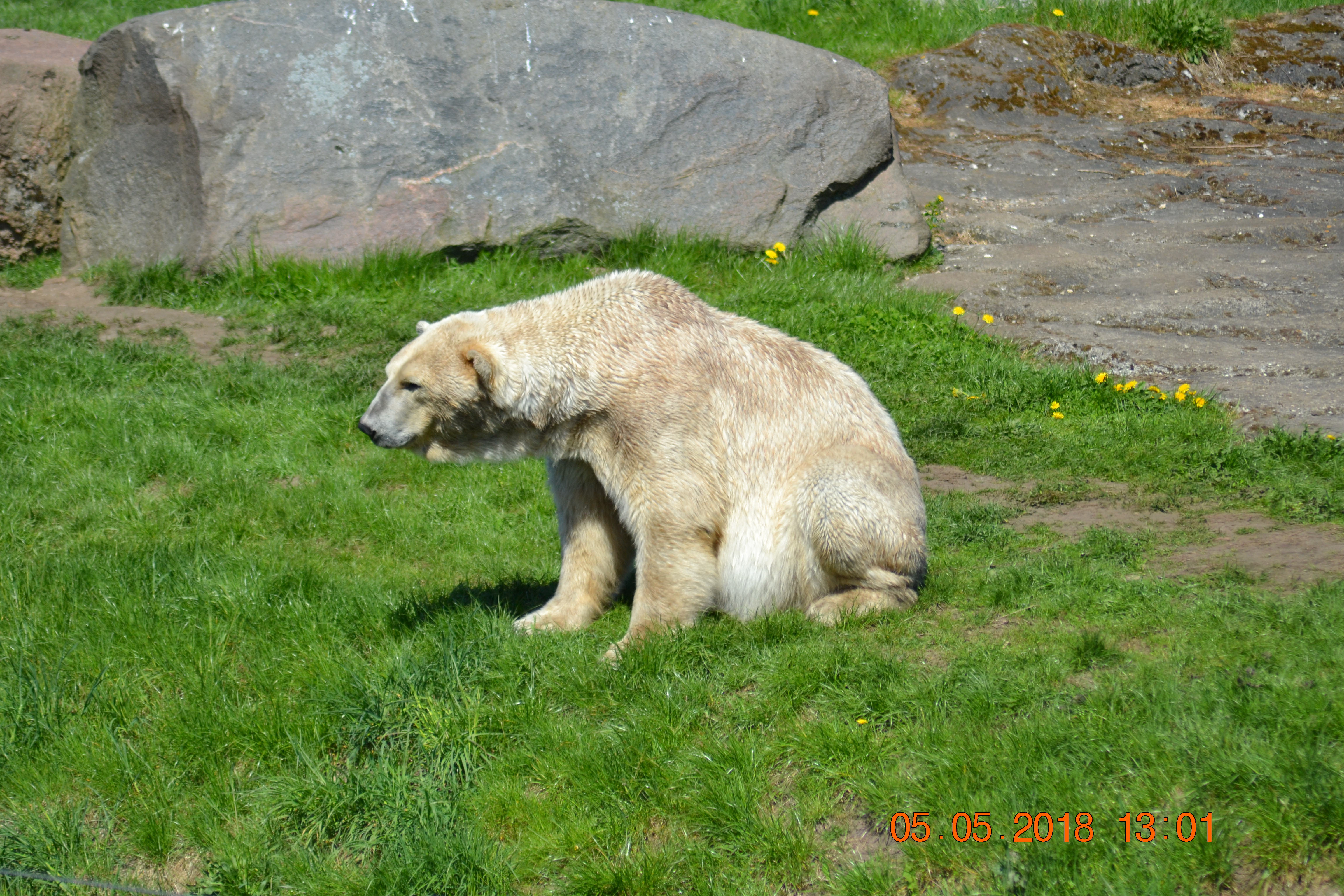 DSC_0401