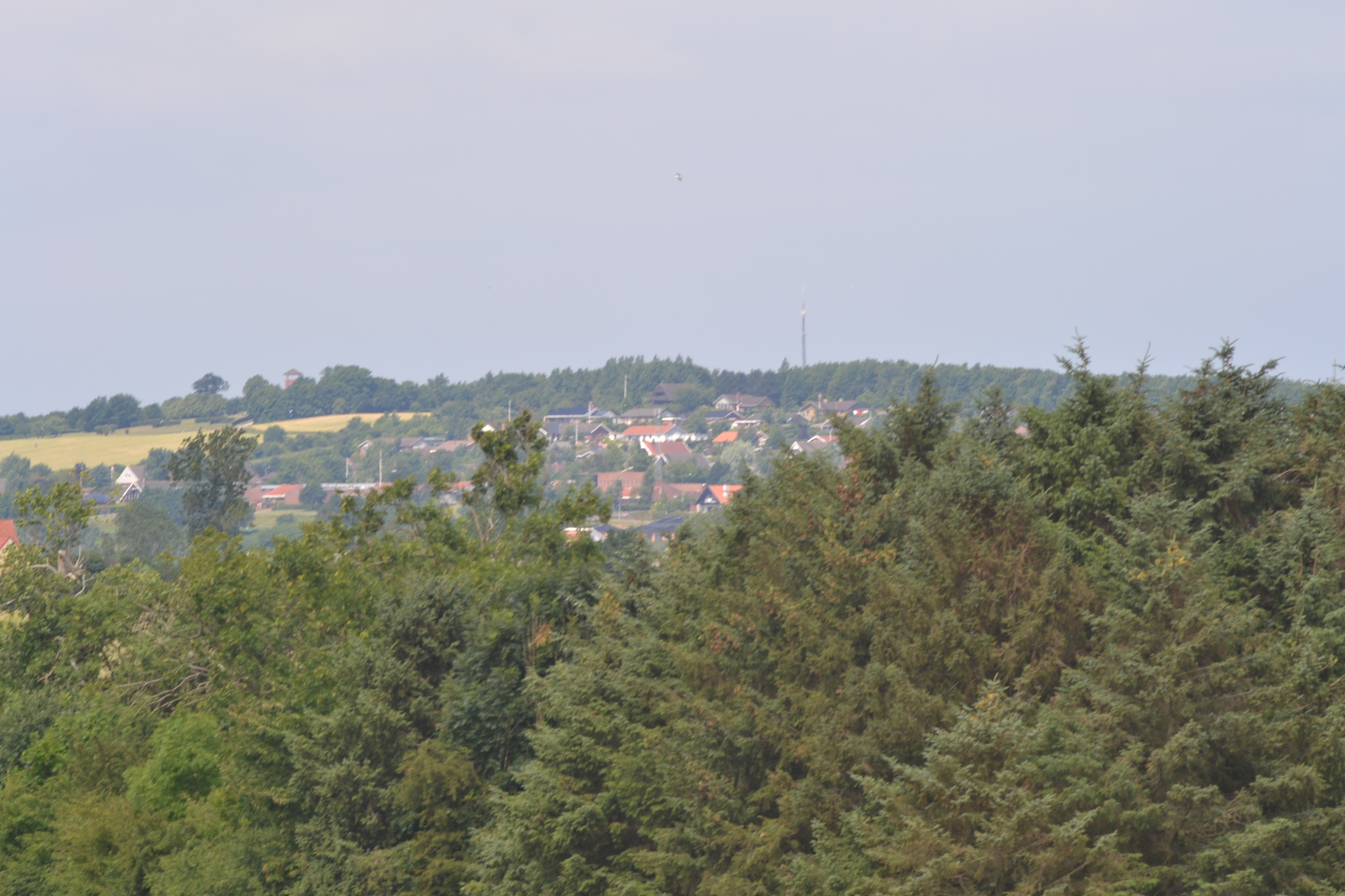 DSC_0647