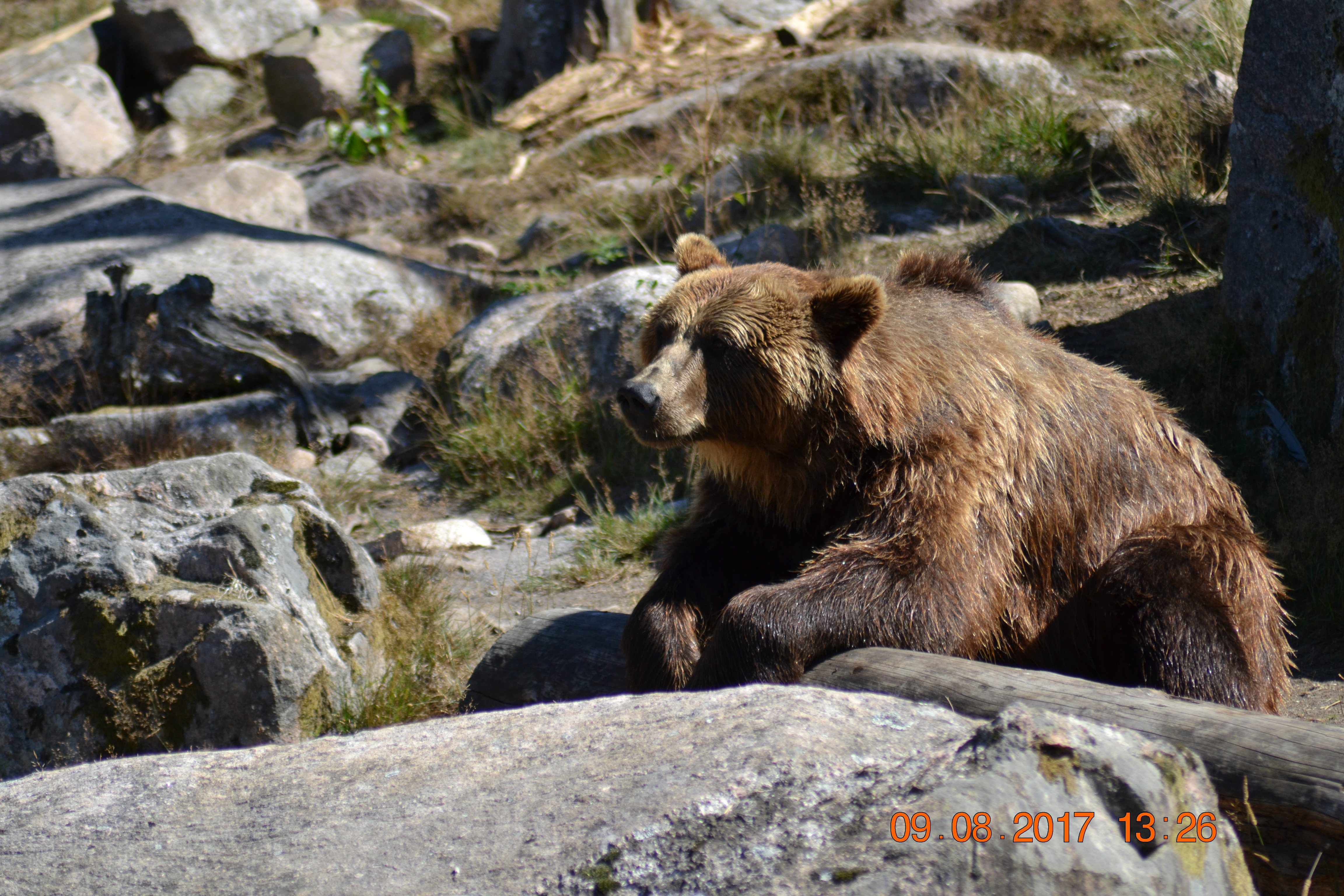 DSC_0807a