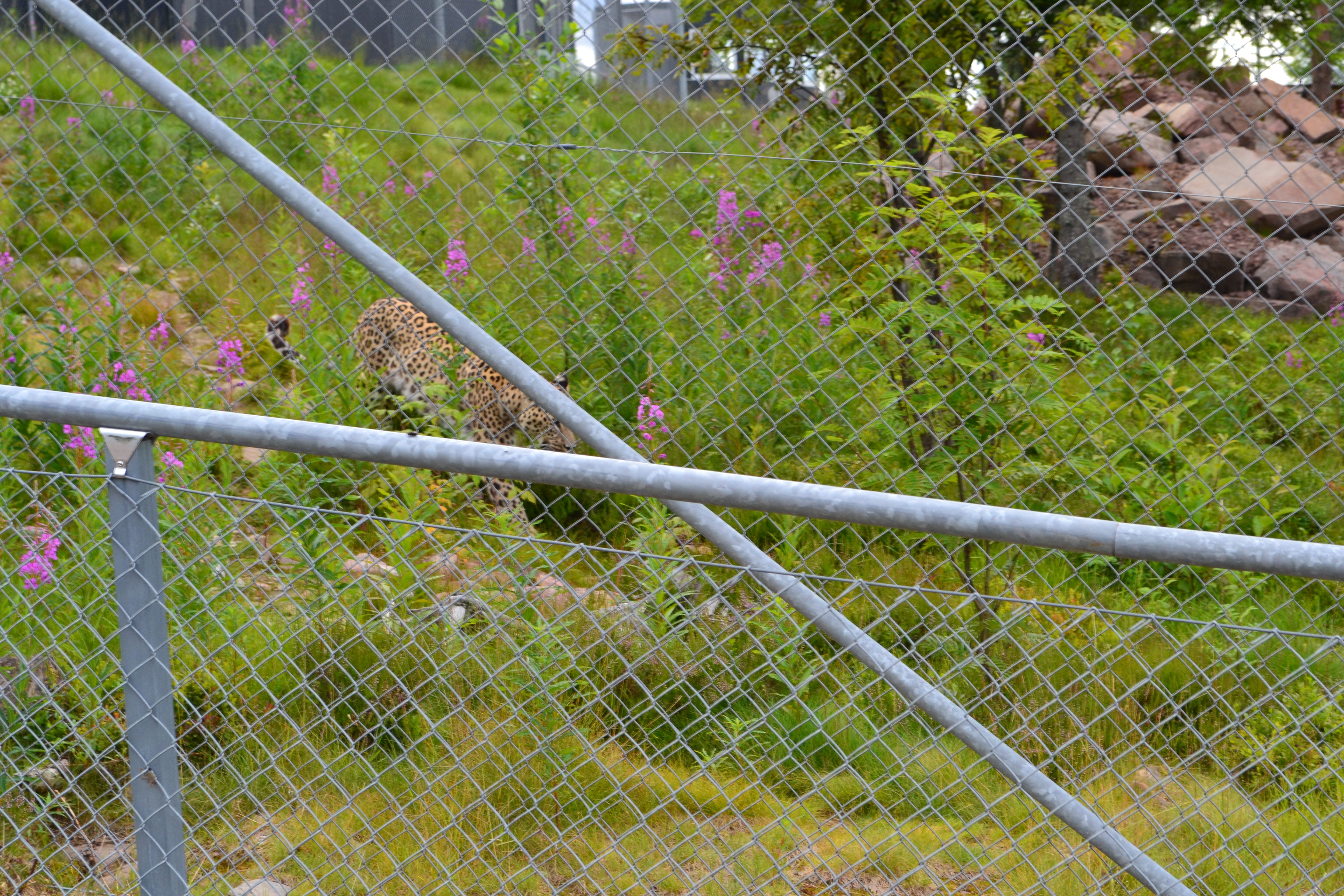 DSC_2746