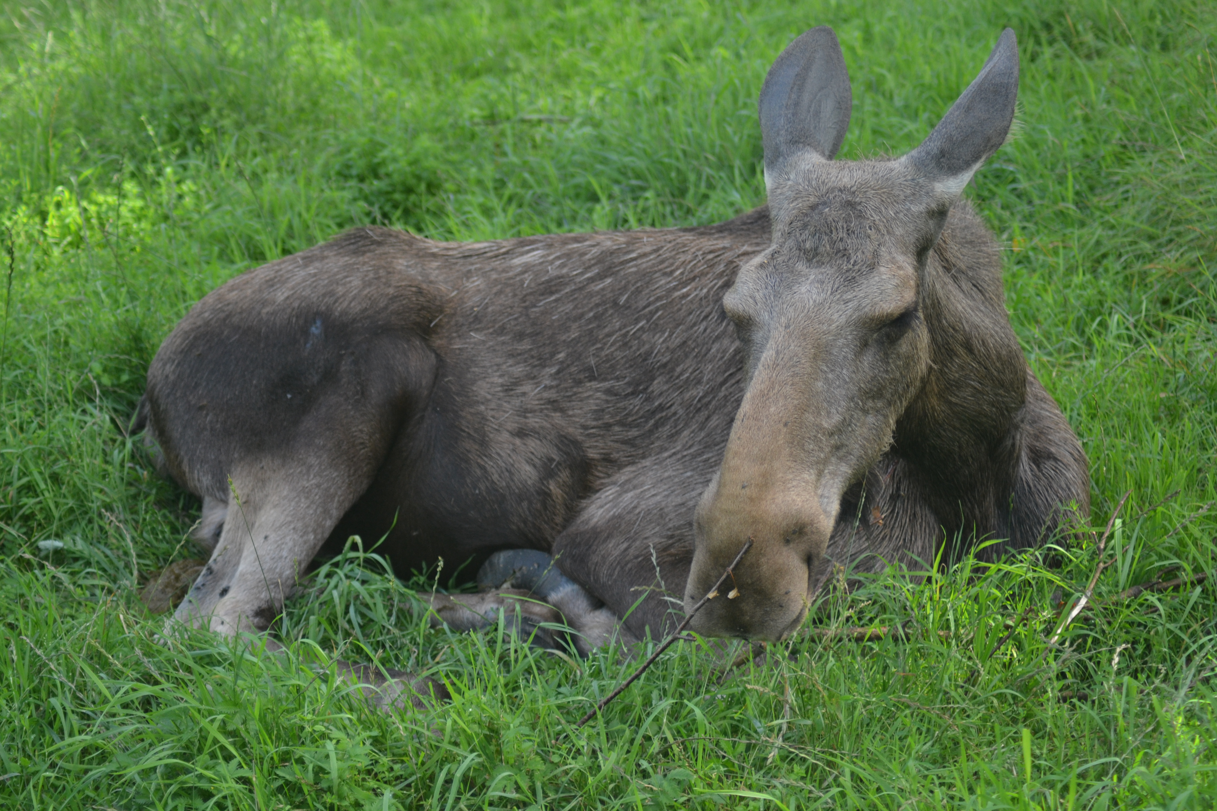 Elinge Elk Park