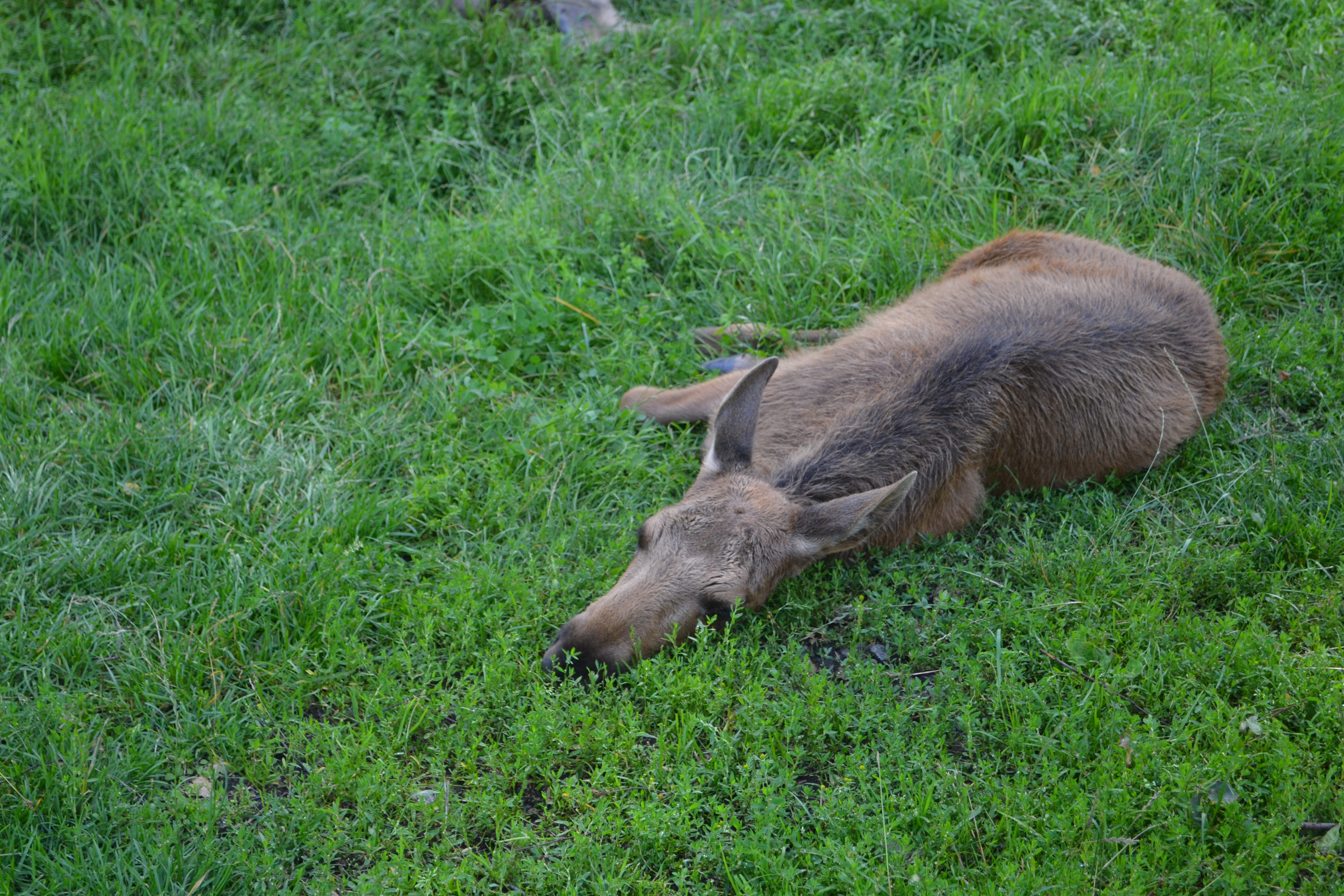 Elinge Elk Park