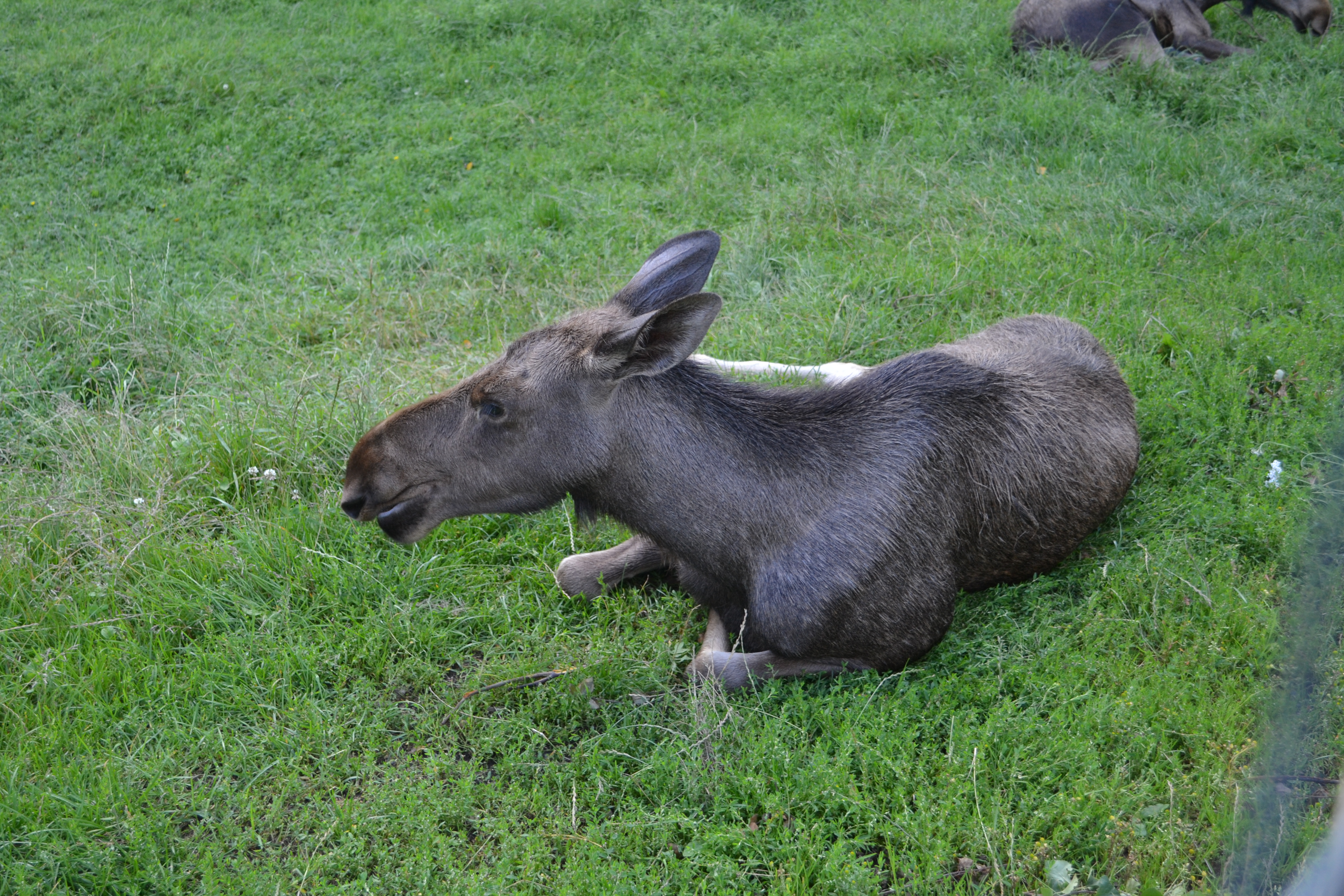 Elinge Elk Park