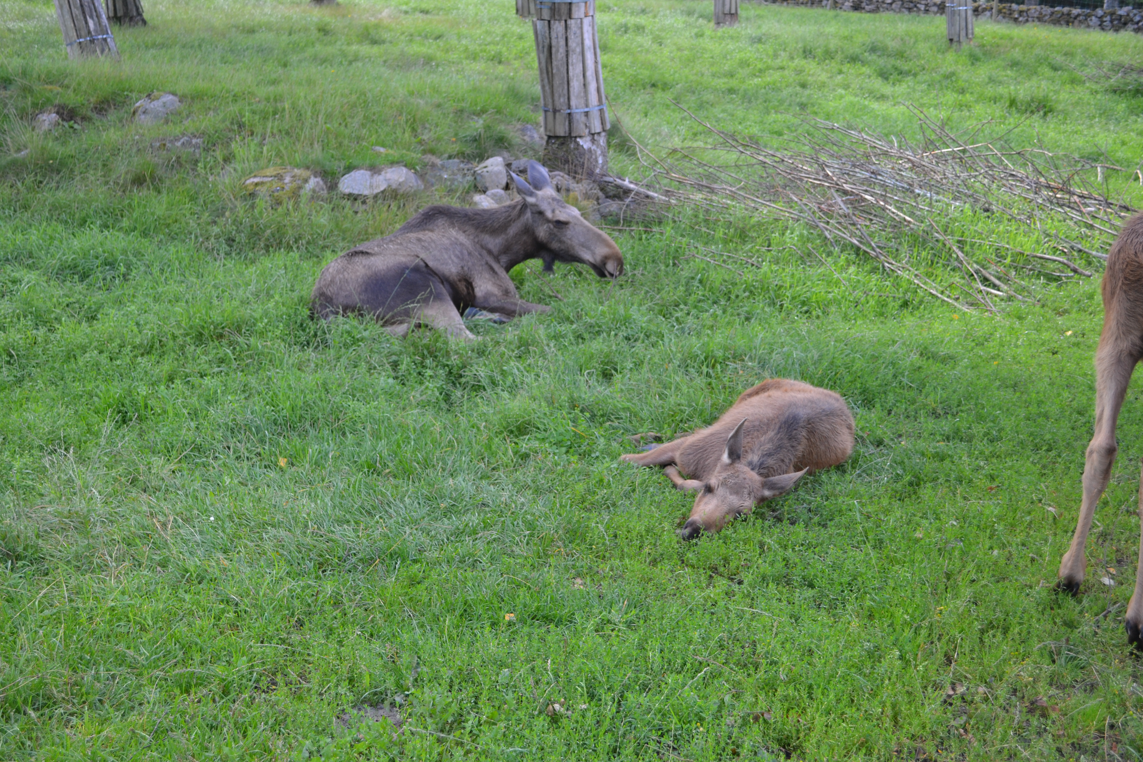 Elinge Elk Park