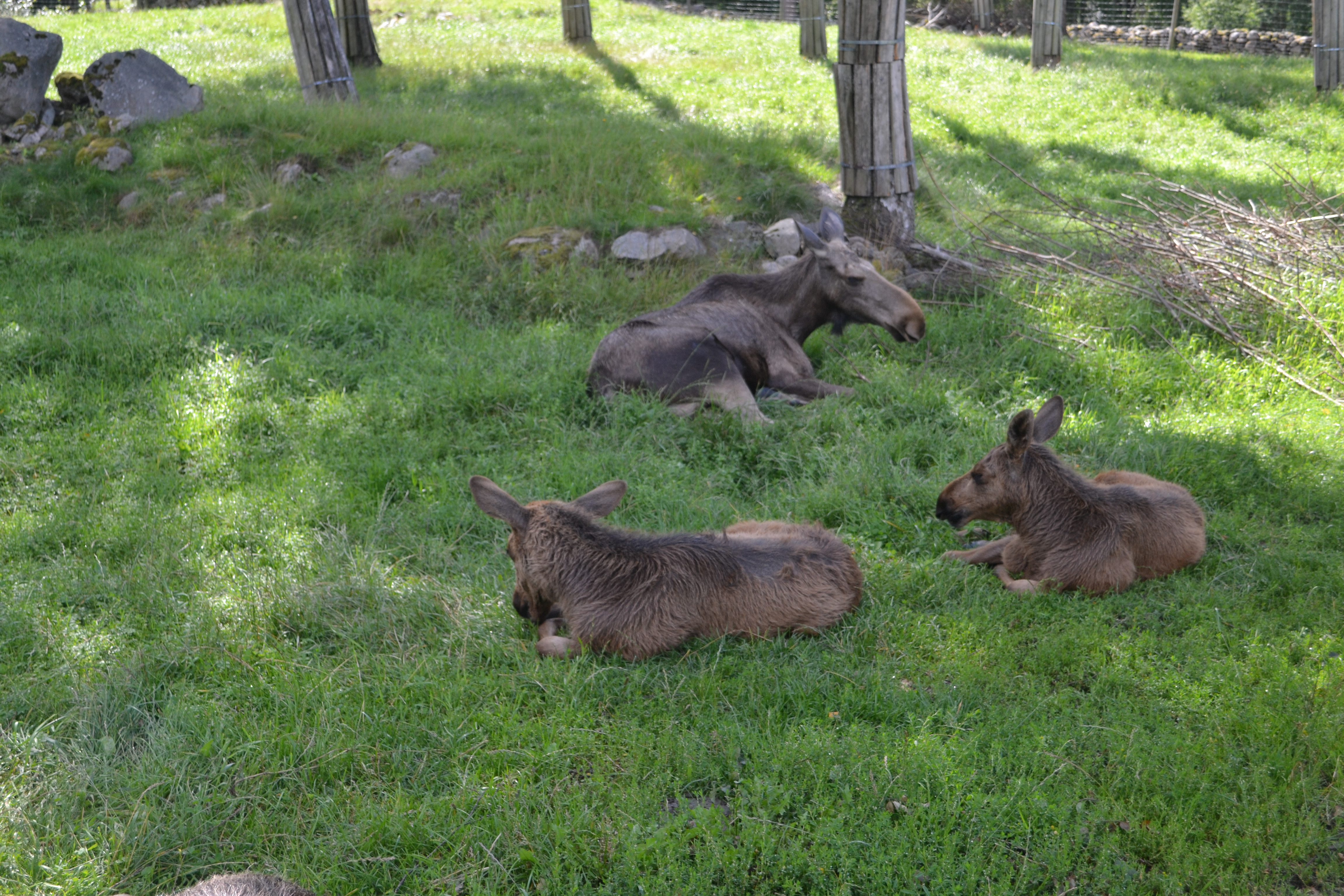 Elinge Elk Park