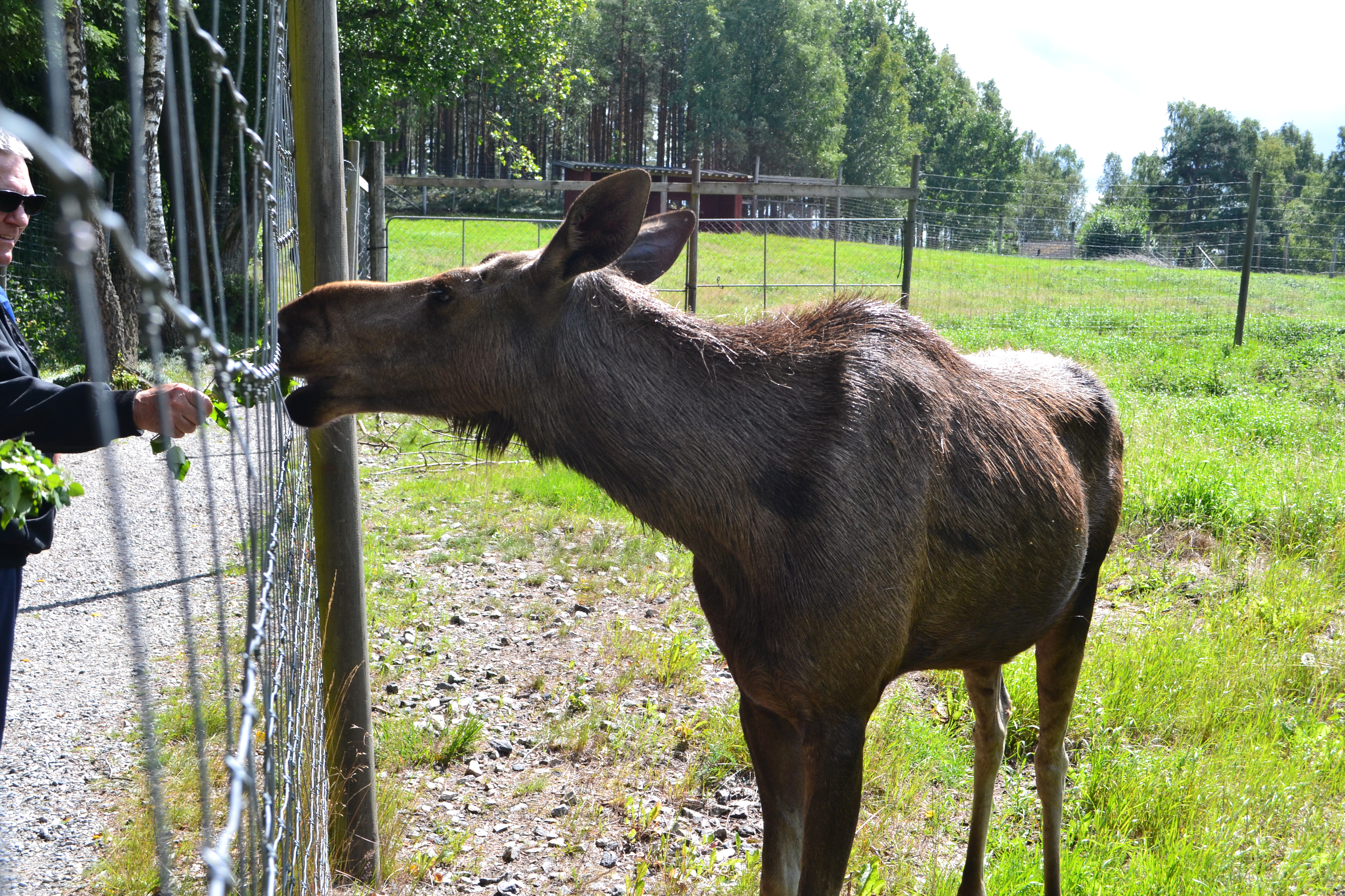 Elinge Elk Park