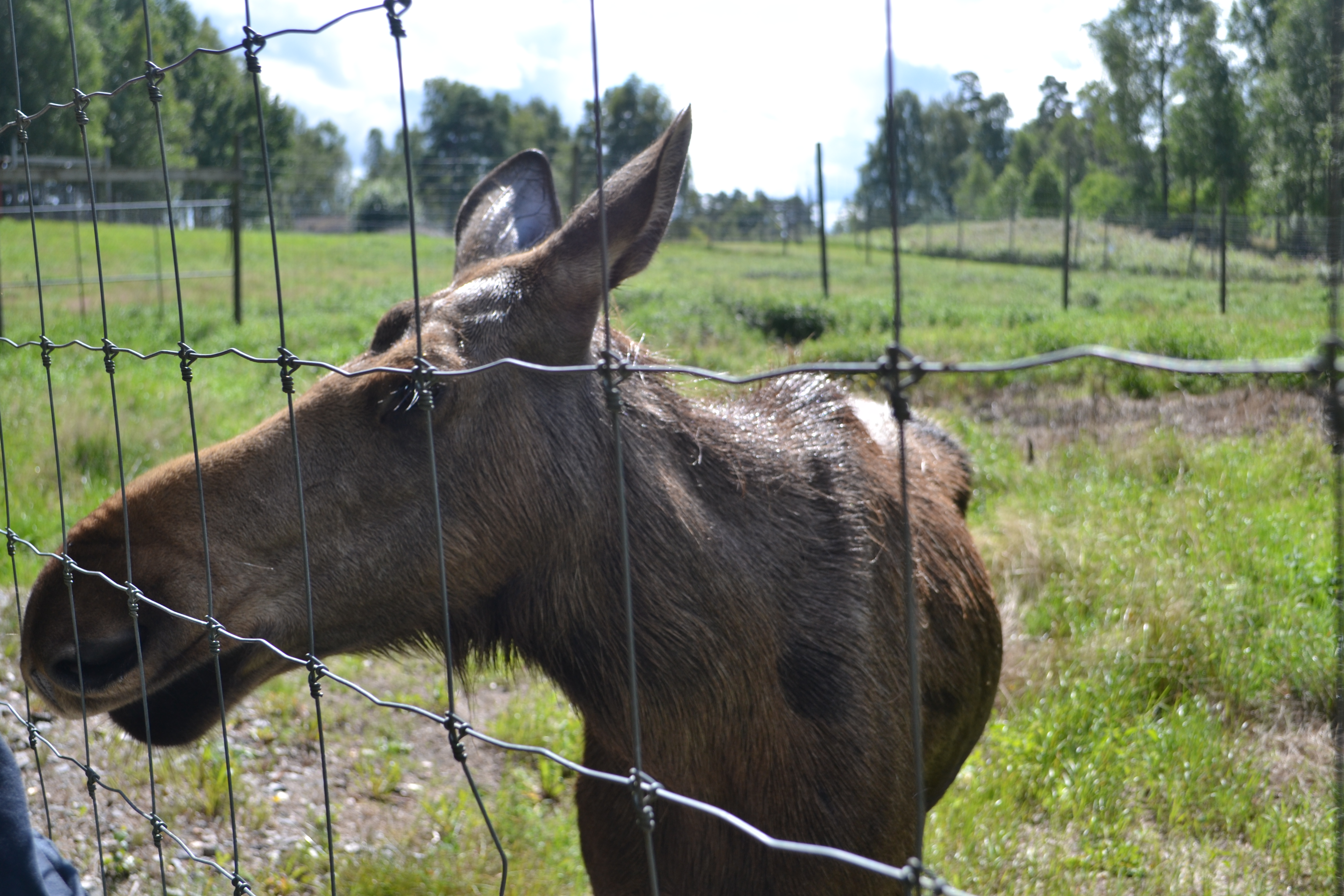 Elinge Elk Park