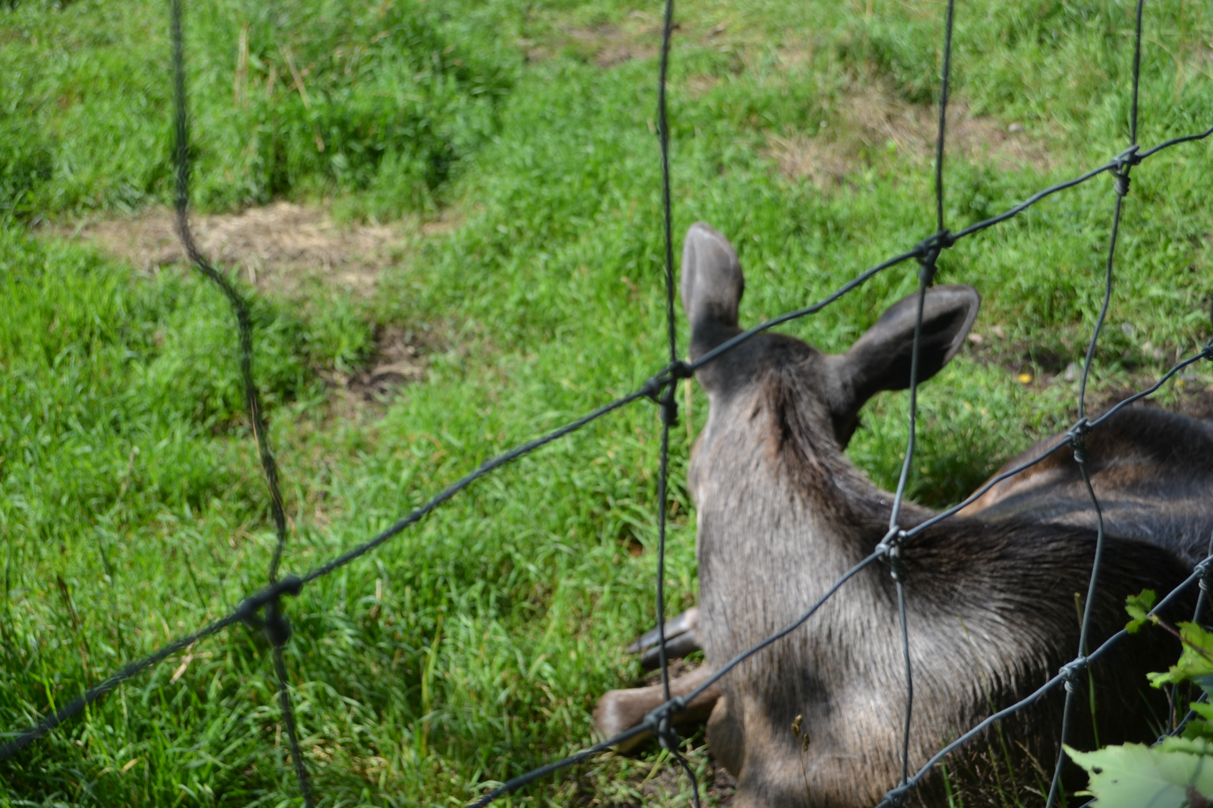 Elinge Elk Park