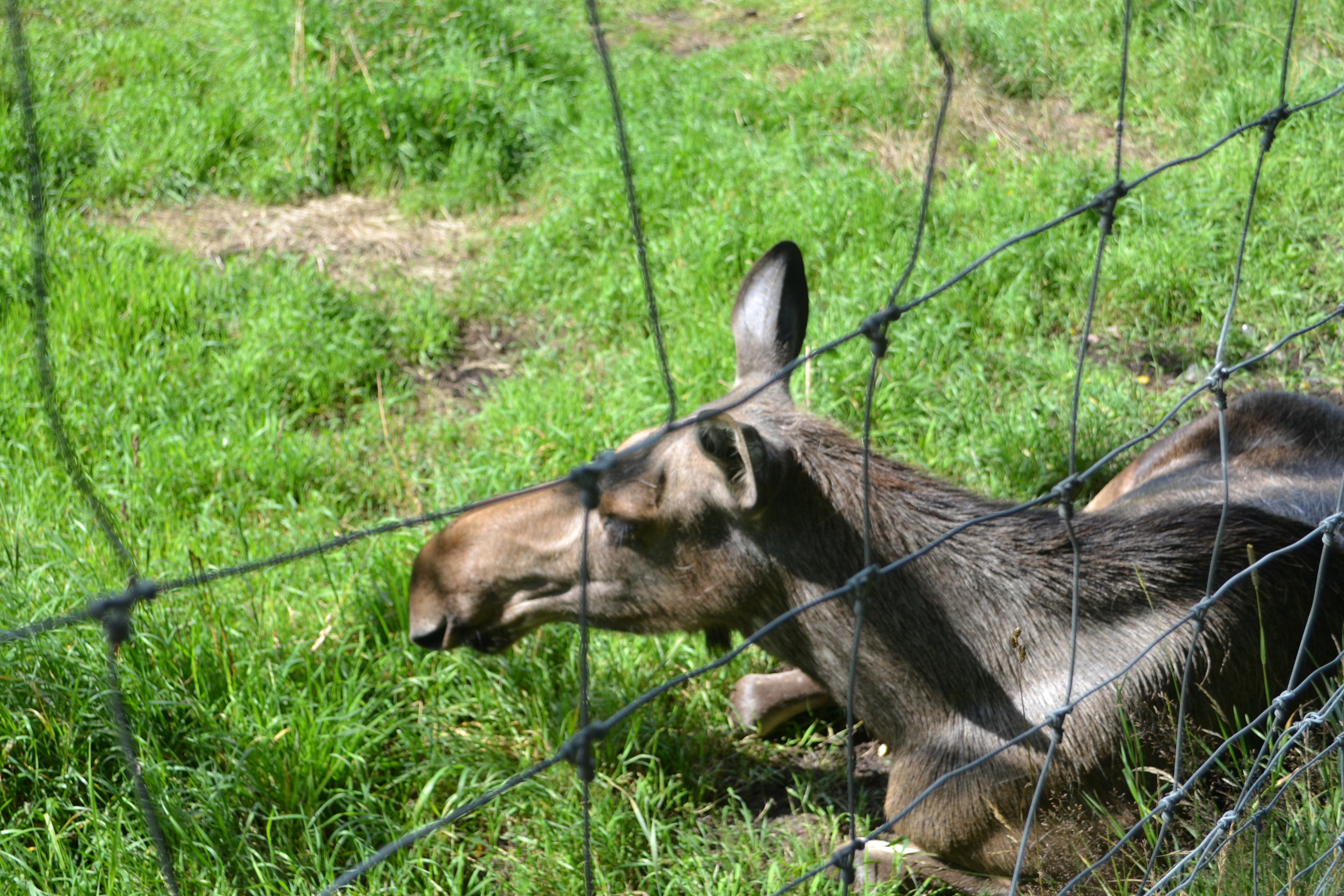 Elinge Elk Park