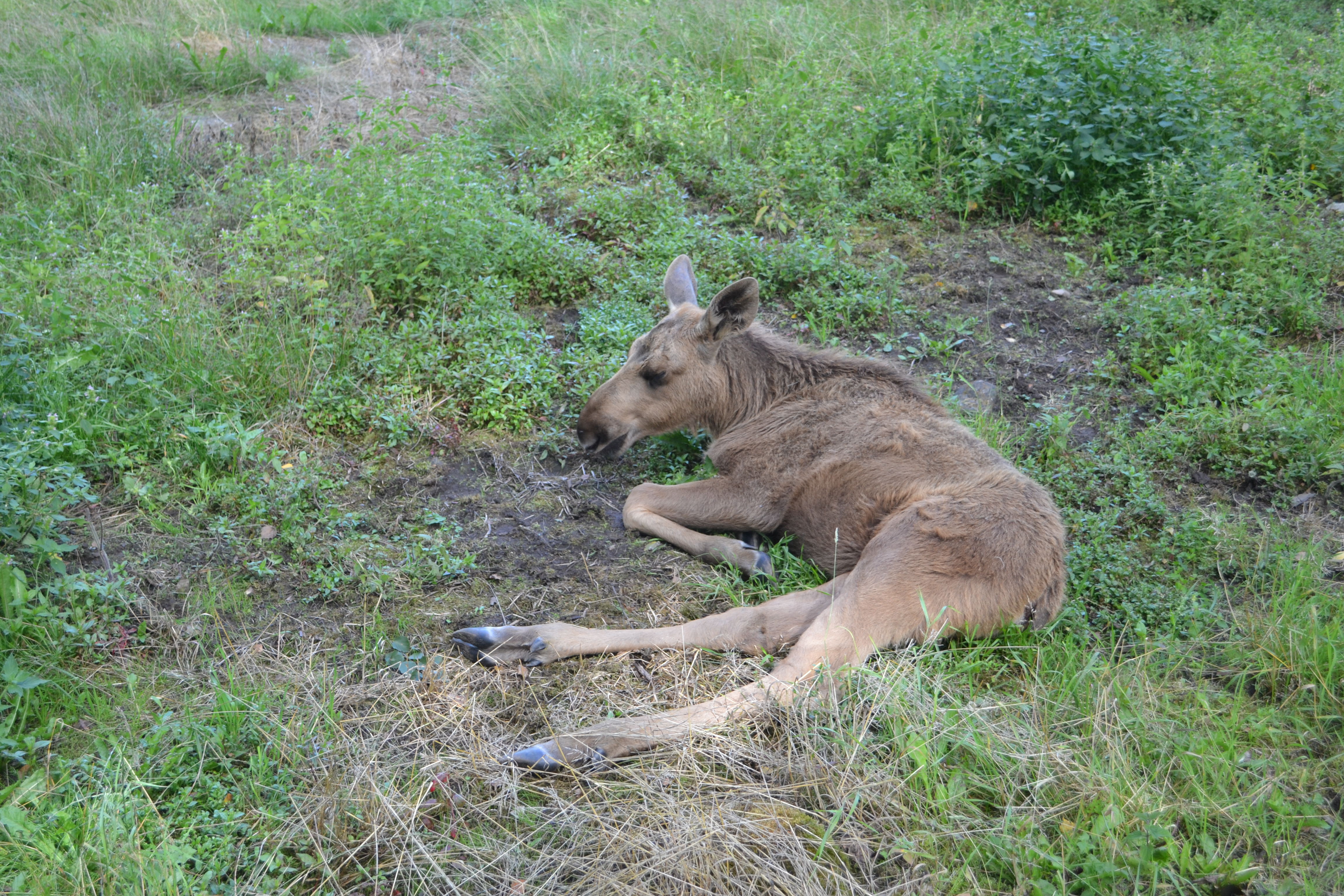 Elinge Elk Park