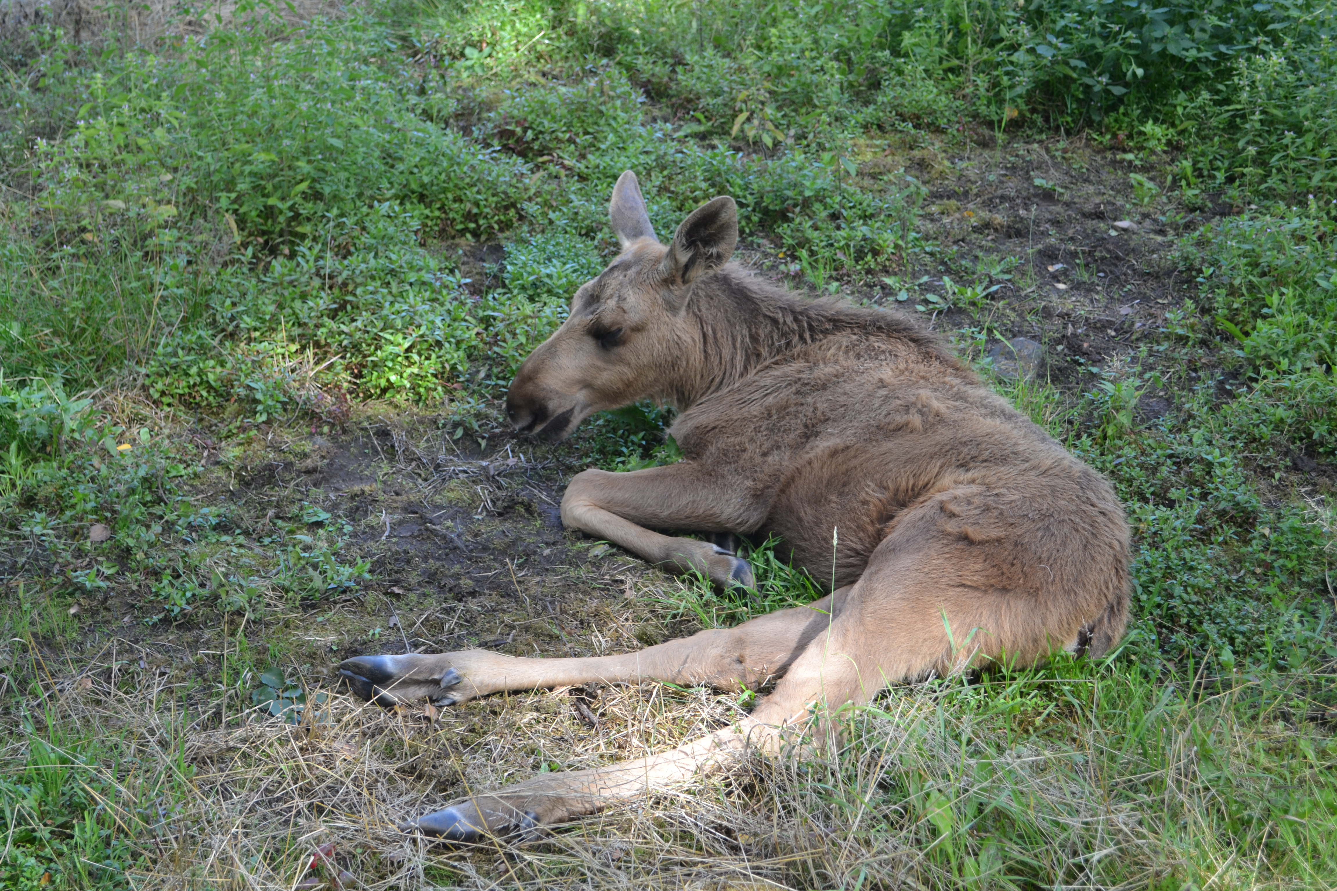 Elinge Elk Park