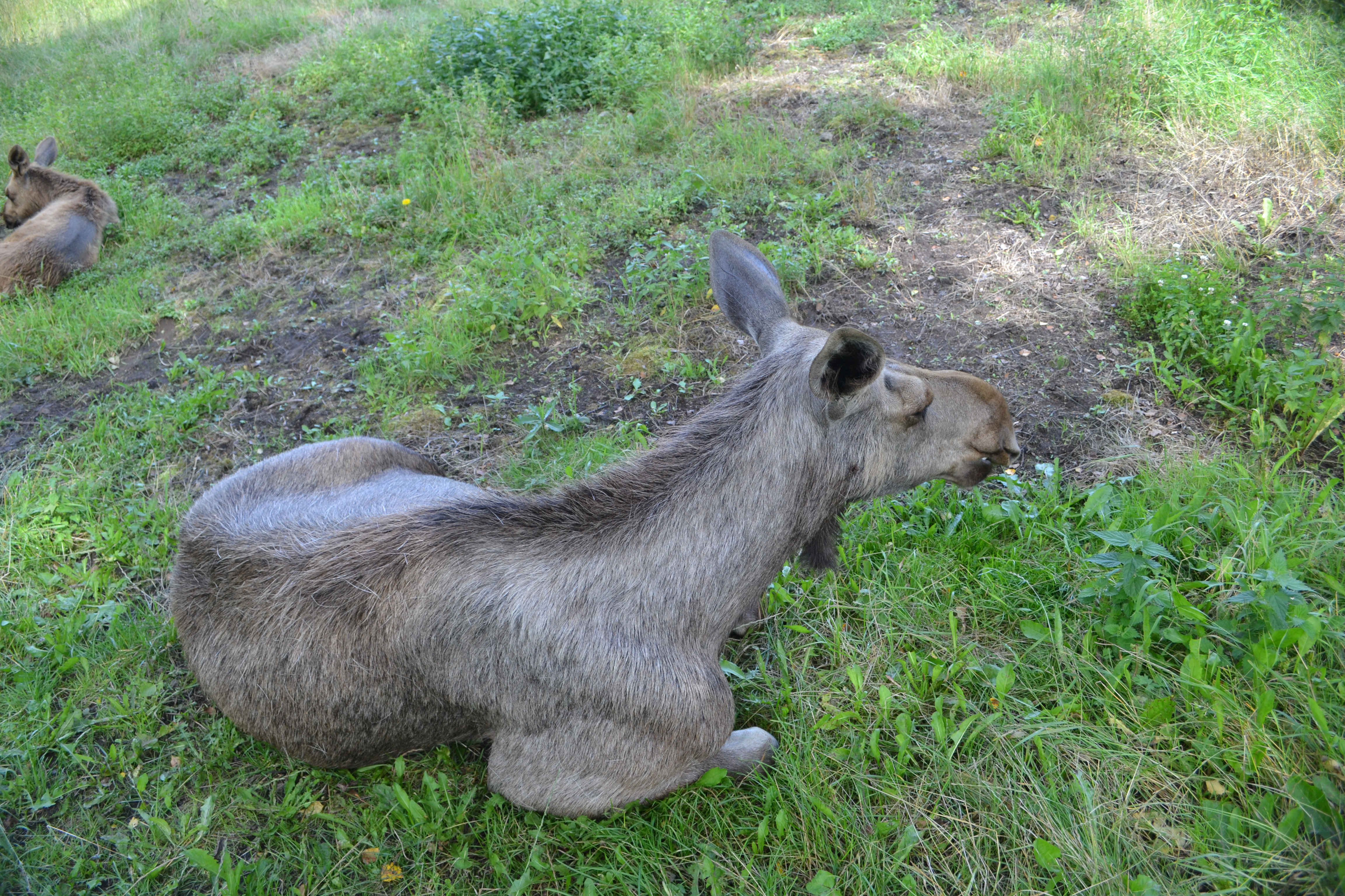 Elinge Elk Park