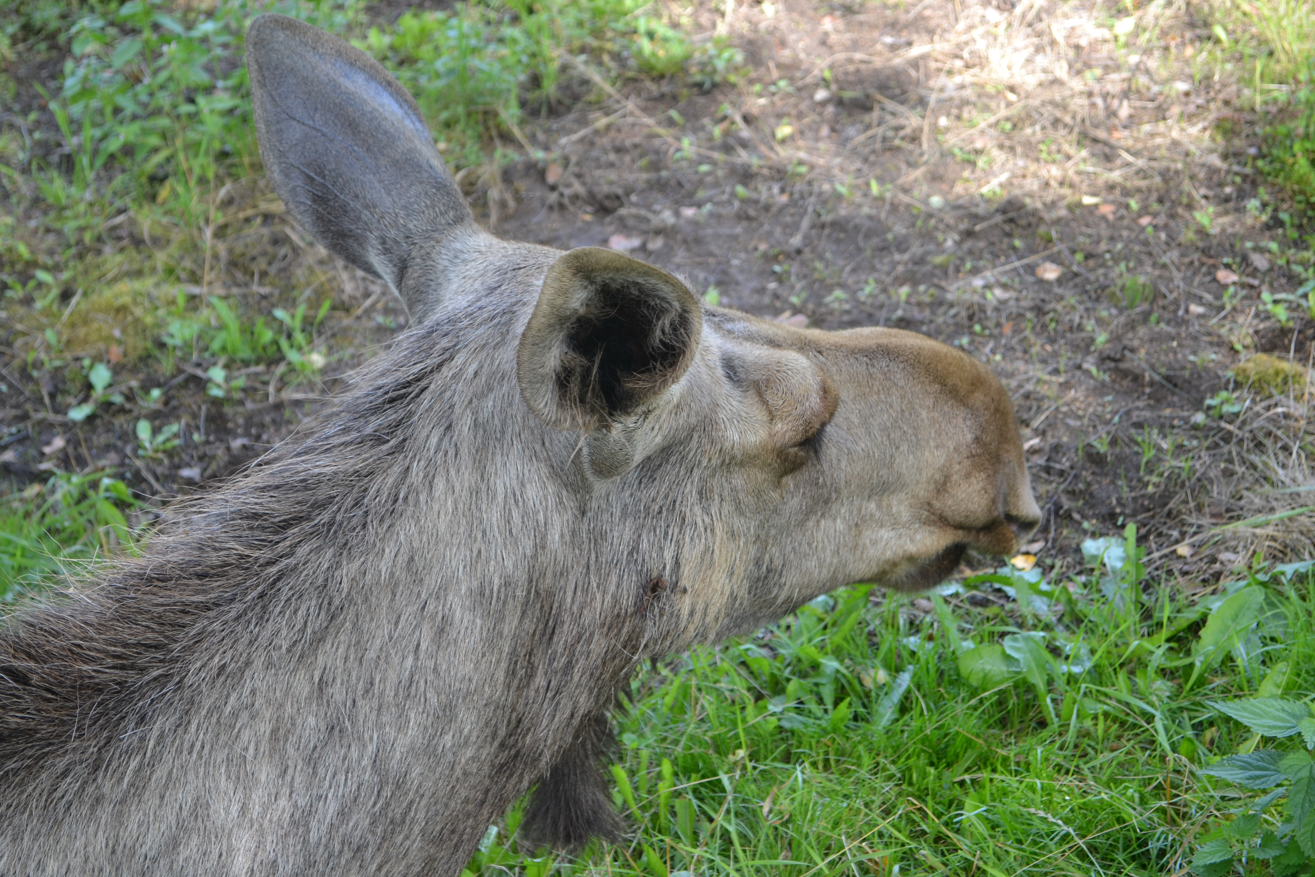 Elinge Elk Park