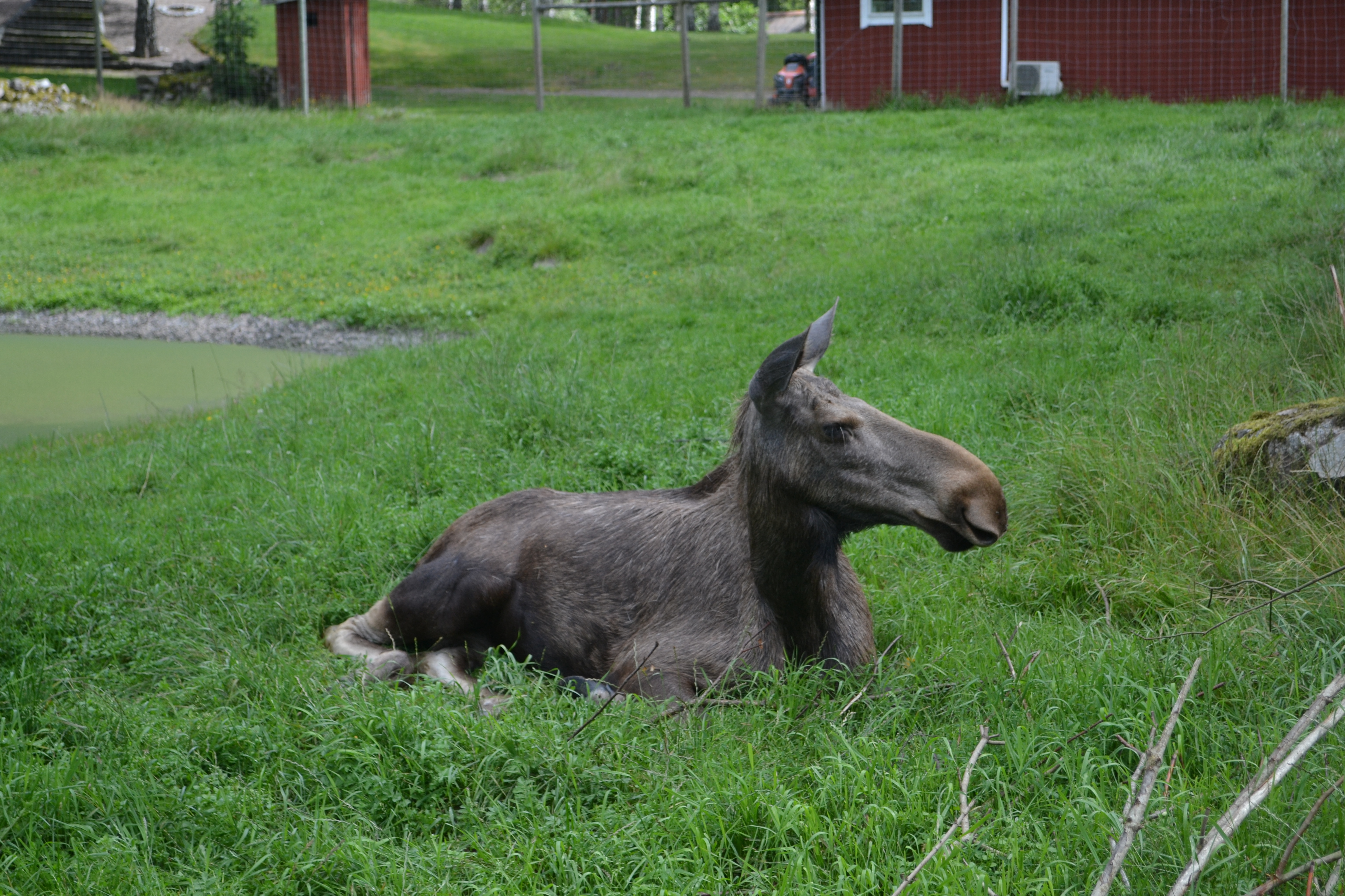 Elinge Elk Park