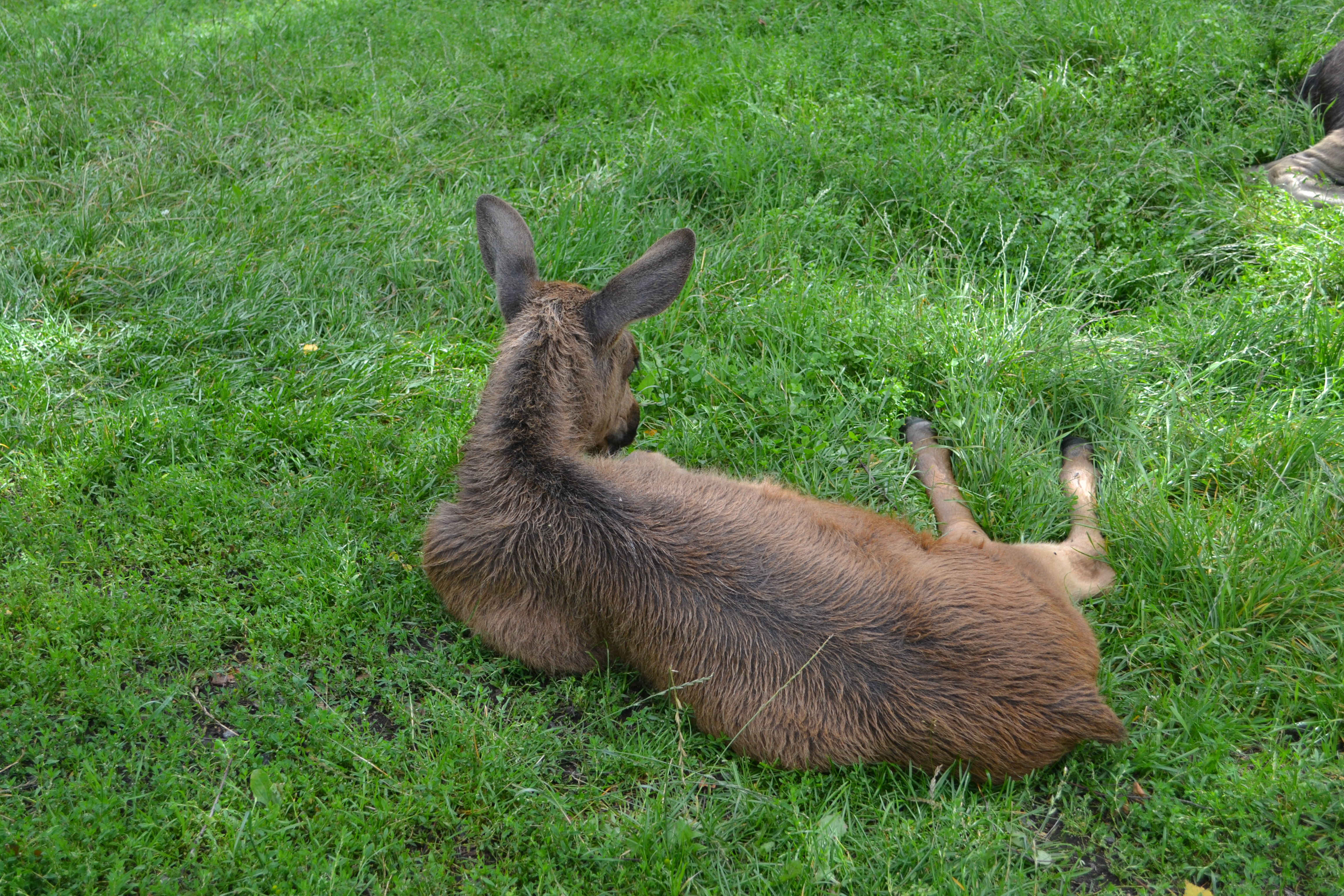 Elinge Elk Park