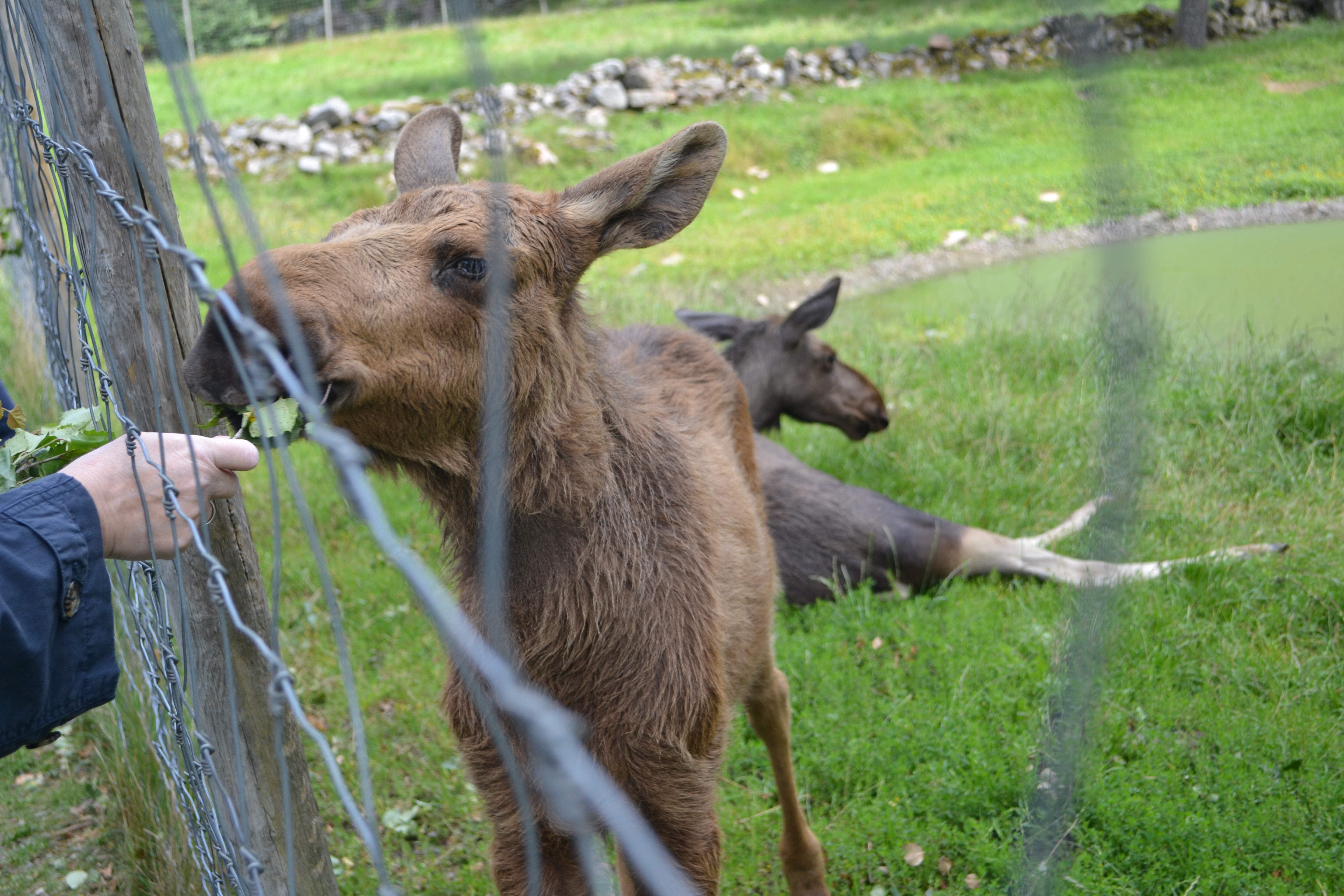 Elinge Elk Park